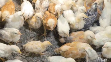 Tavuk çiftliği. Kırsal Kümes Hayvanları, Tavuklar ve Horozlar Tarım, Tarım, Veterinerlik ve Gıda Üretimi İçin Çiftlikte Yumurtalarla Yürüyor ve Besleniyor