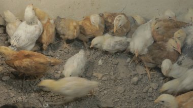 Tavuk çiftliği. Kırsal Kümes Hayvanları, Tavuklar ve Horozlar Tarım, Tarım, Veterinerlik ve Gıda Üretimi İçin Çiftlikte Yumurtalarla Yürüyor ve Besleniyor