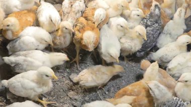 Tavuk çiftliği. Kırsal Kümes Hayvanları, Tavuklar ve Horozlar Tarım, Tarım, Veterinerlik ve Gıda Üretimi İçin Çiftlikte Yumurtalarla Yürüyor ve Besleniyor