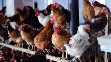 Tavuk çiftliği. Kırsal Kümes Hayvanları, Tavuklar ve Horozlar Tarım, Tarım, Veterinerlik ve Gıda Üretimi İçin Çiftlikte Yumurtalarla Yürüyor ve Besleniyor