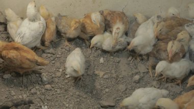 Tavuk çiftliği. Kırsal Kümes Hayvanları, Tavuklar ve Horozlar Tarım, Tarım, Veterinerlik ve Gıda Üretimi İçin Çiftlikte Yumurtalarla Yürüyor ve Besleniyor