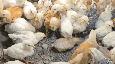 Tavuk çiftliği. Kırsal Kümes Hayvanları, Tavuklar ve Horozlar Tarım, Tarım, Veterinerlik ve Gıda Üretimi İçin Çiftlikte Yumurtalarla Yürüyor ve Besleniyor