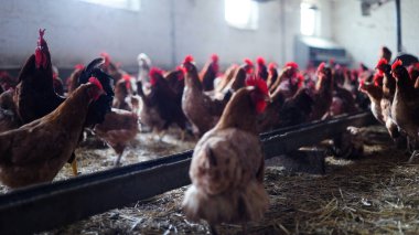 Tavuk çiftliği. Kırsal Kümes Hayvanları, Tavuklar ve Horozlar Tarım, Tarım, Veterinerlik ve Gıda Üretimi İçin Çiftlikte Yumurtalarla Yürüyor ve Besleniyor