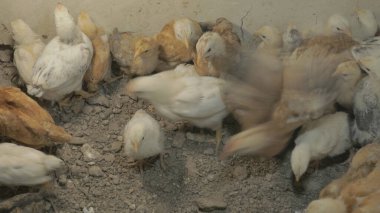 Tavuk çiftliği. Kırsal Kümes Hayvanları, Tavuklar ve Horozlar Tarım, Tarım, Veterinerlik ve Gıda Üretimi İçin Çiftlikte Yumurtalarla Yürüyor ve Besleniyor