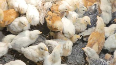 Tavuk çiftliği. Kırsal Kümes Hayvanları, Tavuklar ve Horozlar Tarım, Tarım, Veterinerlik ve Gıda Üretimi İçin Çiftlikte Yumurtalarla Yürüyor ve Besleniyor