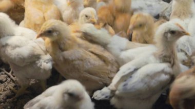 Tavuk çiftliği. Kırsal Kümes Hayvanları, Tavuklar ve Horozlar Tarım, Tarım, Veterinerlik ve Gıda Üretimi İçin Çiftlikte Yumurtalarla Yürüyor ve Besleniyor