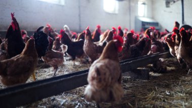 Tavuk çiftliği. Kırsal Kümes Hayvanları, Tavuklar ve Horozlar Tarım, Tarım, Veterinerlik ve Gıda Üretimi İçin Çiftlikte Yumurtalarla Yürüyor ve Besleniyor