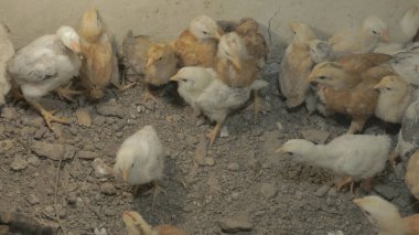 Tavuk çiftliği. Kırsal Kümes Hayvanları, Tavuklar ve Horozlar Tarım, Tarım, Veterinerlik ve Gıda Üretimi İçin Çiftlikte Yumurtalarla Yürüyor ve Besleniyor