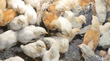 Tavuk çiftliği. Kırsal Kümes Hayvanları, Tavuklar ve Horozlar Tarım, Tarım, Veterinerlik ve Gıda Üretimi İçin Çiftlikte Yumurtalarla Yürüyor ve Besleniyor