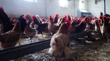 Tavuk çiftliği. Kırsal Kümes Hayvanları, Tavuklar ve Horozlar Tarım, Tarım, Veterinerlik ve Gıda Üretimi İçin Çiftlikte Yumurtalarla Yürüyor ve Besleniyor