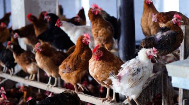 Tavuk çiftliği. Kırsal Kümes Hayvanları, Tavuklar ve Horozlar Tarım, Tarım, Veterinerlik ve Gıda Üretimi İçin Çiftlikte Yumurtalarla Yürüyor ve Besleniyor