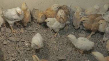 Tavuk çiftliği. Kırsal Kümes Hayvanları, Tavuklar ve Horozlar Tarım, Tarım, Veterinerlik ve Gıda Üretimi İçin Çiftlikte Yumurtalarla Yürüyor ve Besleniyor