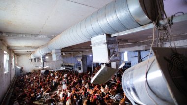 Tavuk çiftliği. Kırsal Kümes Hayvanları, Tavuklar ve Horozlar Tarım, Tarım, Veterinerlik ve Gıda Üretimi İçin Çiftlikte Yumurtalarla Yürüyor ve Besleniyor