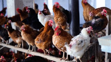 Tavuk çiftliği. Kırsal Kümes Hayvanları, Tavuklar ve Horozlar Tarım, Tarım, Veterinerlik ve Gıda Üretimi İçin Çiftlikte Yumurtalarla Yürüyor ve Besleniyor