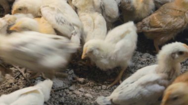 Tavuk çiftliği. Kırsal Kümes Hayvanları, Tavuklar ve Horozlar Tarım, Tarım, Veterinerlik ve Gıda Üretimi İçin Çiftlikte Yumurtalarla Yürüyor ve Besleniyor