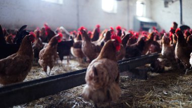 Tavuk çiftliği. Kırsal Kümes Hayvanları, Tavuklar ve Horozlar Tarım, Tarım, Veterinerlik ve Gıda Üretimi İçin Çiftlikte Yumurtalarla Yürüyor ve Besleniyor