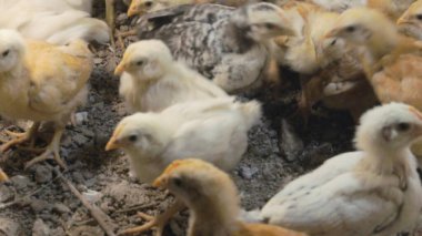 Tavuk çiftliği. Kırsal Kümes Hayvanları, Tavuklar ve Horozlar Tarım, Tarım, Veterinerlik ve Gıda Üretimi İçin Çiftlikte Yumurtalarla Yürüyor ve Besleniyor