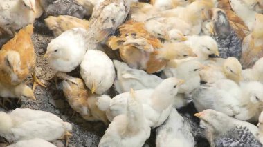 Tavuk çiftliği. Kırsal Kümes Hayvanları, Tavuklar ve Horozlar Tarım, Tarım, Veterinerlik ve Gıda Üretimi İçin Çiftlikte Yumurtalarla Yürüyor ve Besleniyor