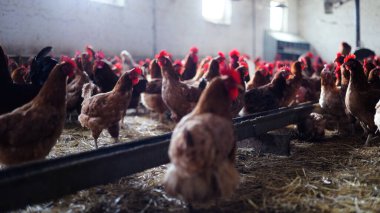 Tavuk çiftliği. Kırsal Kümes Hayvanları, Tavuklar ve Horozlar Tarım, Tarım, Veterinerlik ve Gıda Üretimi İçin Çiftlikte Yumurtalarla Yürüyor ve Besleniyor