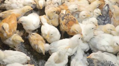 Tavuk çiftliği. Kırsal Kümes Hayvanları, Tavuklar ve Horozlar Tarım, Tarım, Veterinerlik ve Gıda Üretimi İçin Çiftlikte Yumurtalarla Yürüyor ve Besleniyor