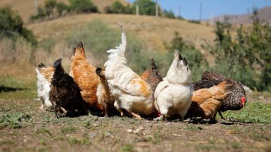 Tavuk çiftliği. Kırsal Kümes Hayvanları, Tavuklar ve Horozlar Tarım, Tarım, Veterinerlik ve Gıda Üretimi İçin Çiftlikte Yumurtalarla Yürüyor ve Besleniyor