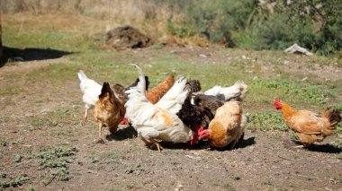 Tavuk çiftliği. Kırsal Kümes Hayvanları, Tavuklar ve Horozlar Tarım, Tarım, Veterinerlik ve Gıda Üretimi İçin Çiftlikte Yumurtalarla Yürüyor ve Besleniyor
