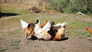 Tavuk çiftliği. Kırsal Kümes Hayvanları, Tavuklar ve Horozlar Tarım, Tarım, Veterinerlik ve Gıda Üretimi İçin Çiftlikte Yumurtalarla Yürüyor ve Besleniyor