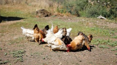 Tavuk çiftliği. Kırsal Kümes Hayvanları, Tavuklar ve Horozlar Tarım, Tarım, Veterinerlik ve Gıda Üretimi İçin Çiftlikte Yumurtalarla Yürüyor ve Besleniyor
