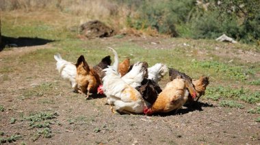 Tavuk çiftliği. Kırsal Kümes Hayvanları, Tavuklar ve Horozlar Tarım, Tarım, Veterinerlik ve Gıda Üretimi İçin Çiftlikte Yumurtalarla Yürüyor ve Besleniyor