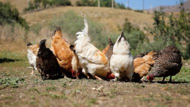 Tavuk çiftliği. Kırsal Kümes Hayvanları, Tavuklar ve Horozlar Tarım, Tarım, Veterinerlik ve Gıda Üretimi İçin Çiftlikte Yumurtalarla Yürüyor ve Besleniyor