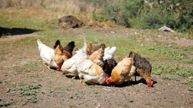Tavuk çiftliği. Kırsal Kümes Hayvanları, Tavuklar ve Horozlar Tarım, Tarım, Veterinerlik ve Gıda Üretimi İçin Çiftlikte Yumurtalarla Yürüyor ve Besleniyor