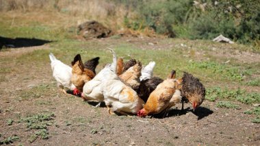 Tavuk çiftliği. Kırsal Kümes Hayvanları, Tavuklar ve Horozlar Tarım, Tarım, Veterinerlik ve Gıda Üretimi İçin Çiftlikte Yumurtalarla Yürüyor ve Besleniyor