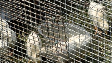 Tavuk çiftliği. Kırsal Kümes Hayvanları, Tavuklar ve Horozlar Tarım, Tarım, Veterinerlik ve Gıda Üretimi İçin Çiftlikte Yumurtalarla Yürüyor ve Besleniyor