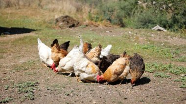 Tavuk çiftliği. Kırsal Kümes Hayvanları, Tavuklar ve Horozlar Tarım, Tarım, Veterinerlik ve Gıda Üretimi İçin Çiftlikte Yumurtalarla Yürüyor ve Besleniyor