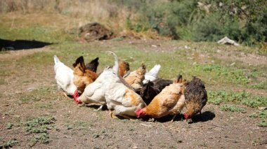 Tavuk çiftliği. Kırsal Kümes Hayvanları, Tavuklar ve Horozlar Tarım, Tarım, Veterinerlik ve Gıda Üretimi İçin Çiftlikte Yumurtalarla Yürüyor ve Besleniyor