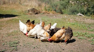 Tavuk çiftliği. Kırsal Kümes Hayvanları, Tavuklar ve Horozlar Tarım, Tarım, Veterinerlik ve Gıda Üretimi İçin Çiftlikte Yumurtalarla Yürüyor ve Besleniyor