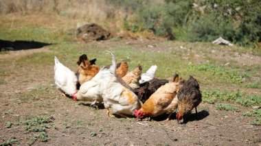 Tavuk çiftliği. Kırsal Kümes Hayvanları, Tavuklar ve Horozlar Tarım, Tarım, Veterinerlik ve Gıda Üretimi İçin Çiftlikte Yumurtalarla Yürüyor ve Besleniyor