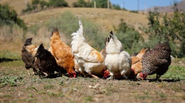 Tavuk çiftliği. Kırsal Kümes Hayvanları, Tavuklar ve Horozlar Tarım, Tarım, Veterinerlik ve Gıda Üretimi İçin Çiftlikte Yumurtalarla Yürüyor ve Besleniyor