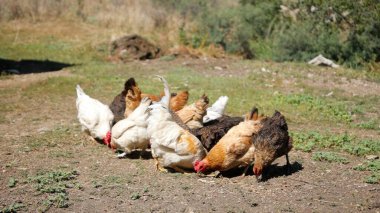 Tavuk çiftliği. Kırsal Kümes Hayvanları, Tavuklar ve Horozlar Tarım, Tarım, Veterinerlik ve Gıda Üretimi İçin Çiftlikte Yumurtalarla Yürüyor ve Besleniyor