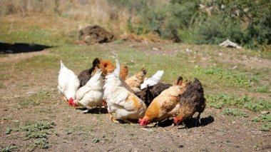 Tavuk çiftliği. Kırsal Kümes Hayvanları, Tavuklar ve Horozlar Tarım, Tarım, Veterinerlik ve Gıda Üretimi İçin Çiftlikte Yumurtalarla Yürüyor ve Besleniyor