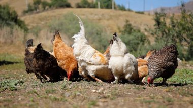 Tavuk çiftliği. Kırsal Kümes Hayvanları, Tavuklar ve Horozlar Tarım, Tarım, Veterinerlik ve Gıda Üretimi İçin Çiftlikte Yumurtalarla Yürüyor ve Besleniyor