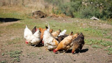 Tavuk çiftliği. Kırsal Kümes Hayvanları, Tavuklar ve Horozlar Tarım, Tarım, Veterinerlik ve Gıda Üretimi İçin Çiftlikte Yumurtalarla Yürüyor ve Besleniyor