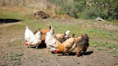 Tavuk çiftliği. Kırsal Kümes Hayvanları, Tavuklar ve Horozlar Tarım, Tarım, Veterinerlik ve Gıda Üretimi İçin Çiftlikte Yumurtalarla Yürüyor ve Besleniyor