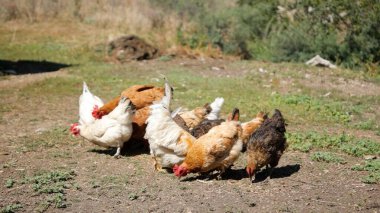 Tavuk çiftliği. Kırsal Kümes Hayvanları, Tavuklar ve Horozlar Tarım, Tarım, Veterinerlik ve Gıda Üretimi İçin Çiftlikte Yumurtalarla Yürüyor ve Besleniyor
