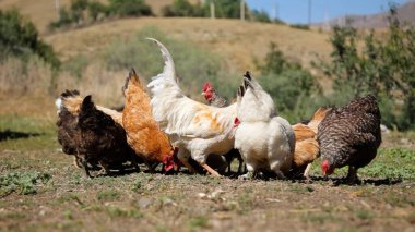 Tavuk çiftliği. Kırsal Kümes Hayvanları, Tavuklar ve Horozlar Tarım, Tarım, Veterinerlik ve Gıda Üretimi İçin Çiftlikte Yumurtalarla Yürüyor ve Besleniyor