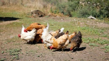 Tavuk çiftliği. Kırsal Kümes Hayvanları, Tavuklar ve Horozlar Tarım, Tarım, Veterinerlik ve Gıda Üretimi İçin Çiftlikte Yumurtalarla Yürüyor ve Besleniyor