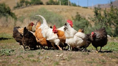 Tavuk çiftliği. Kırsal Kümes Hayvanları, Tavuklar ve Horozlar Tarım, Tarım, Veterinerlik ve Gıda Üretimi İçin Çiftlikte Yumurtalarla Yürüyor ve Besleniyor