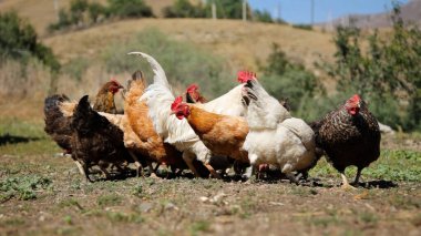 Tavuk çiftliği. Kırsal Kümes Hayvanları, Tavuklar ve Horozlar Tarım, Tarım, Veterinerlik ve Gıda Üretimi İçin Çiftlikte Yumurtalarla Yürüyor ve Besleniyor