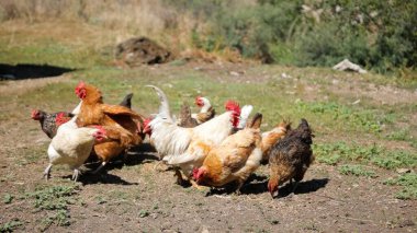 Tavuk çiftliği. Kırsal Kümes Hayvanları, Tavuklar ve Horozlar Tarım, Tarım, Veterinerlik ve Gıda Üretimi İçin Çiftlikte Yumurtalarla Yürüyor ve Besleniyor
