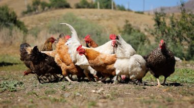 Tavuk çiftliği. Kırsal Kümes Hayvanları, Tavuklar ve Horozlar Tarım, Tarım, Veterinerlik ve Gıda Üretimi İçin Çiftlikte Yumurtalarla Yürüyor ve Besleniyor